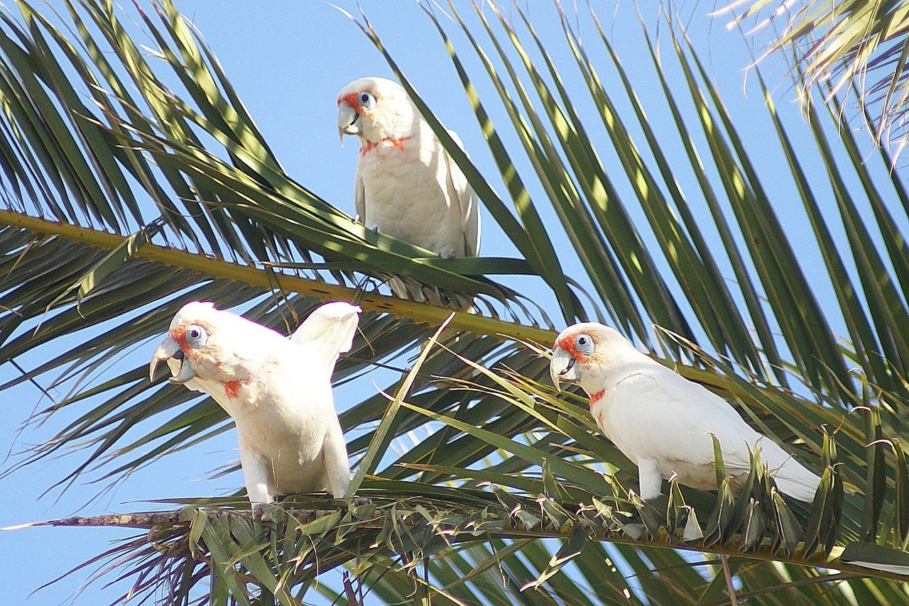 Optilux Deviantart Corella Parot-ZT by OPTILUX on DeviantArt