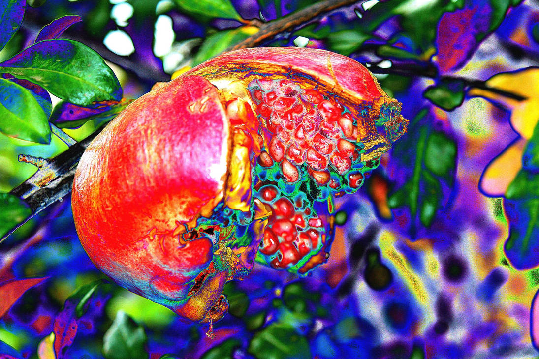 Optilux Deviantart Pomegranate, Surreal by OPTILUX on DeviantArt