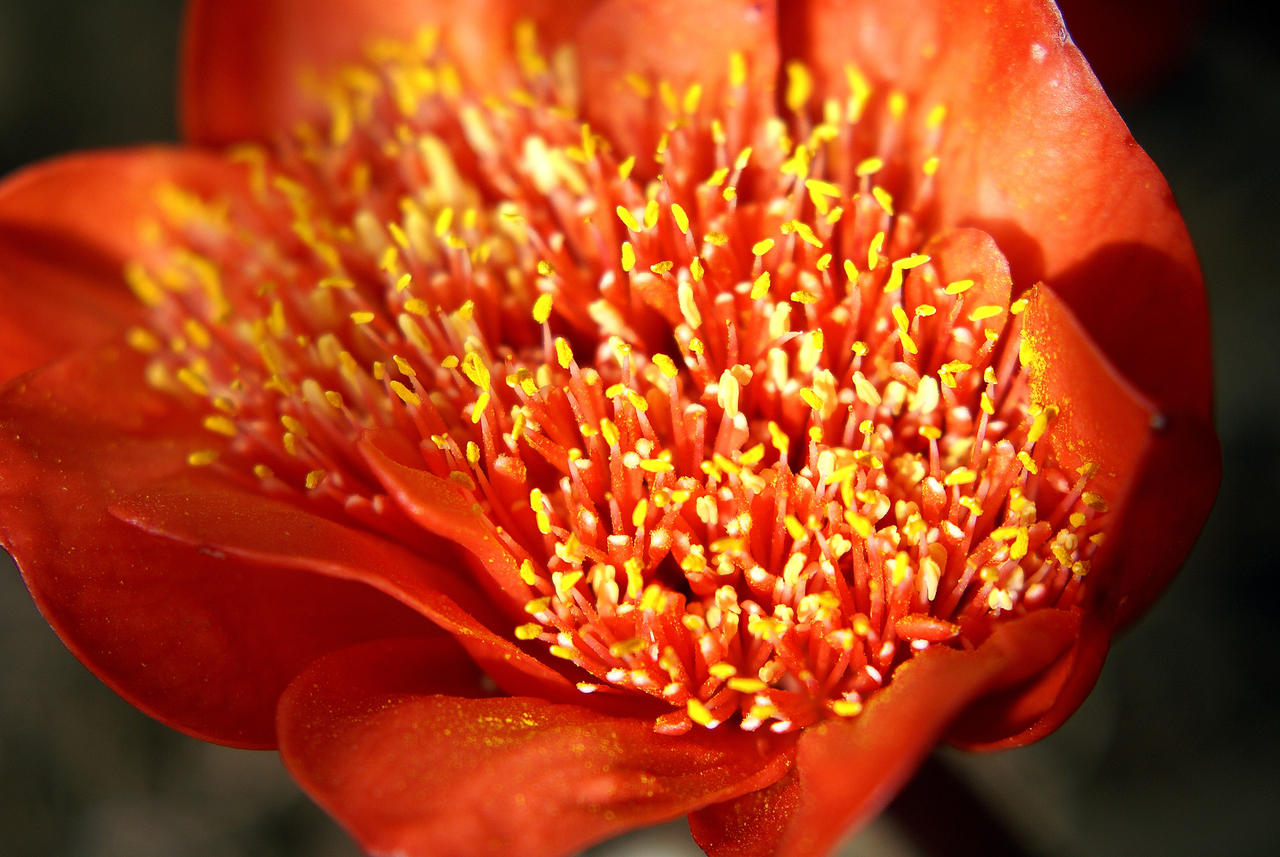 Optilux Deviantart South African Blood Lilly close-up. by OPTILUX on DeviantArt