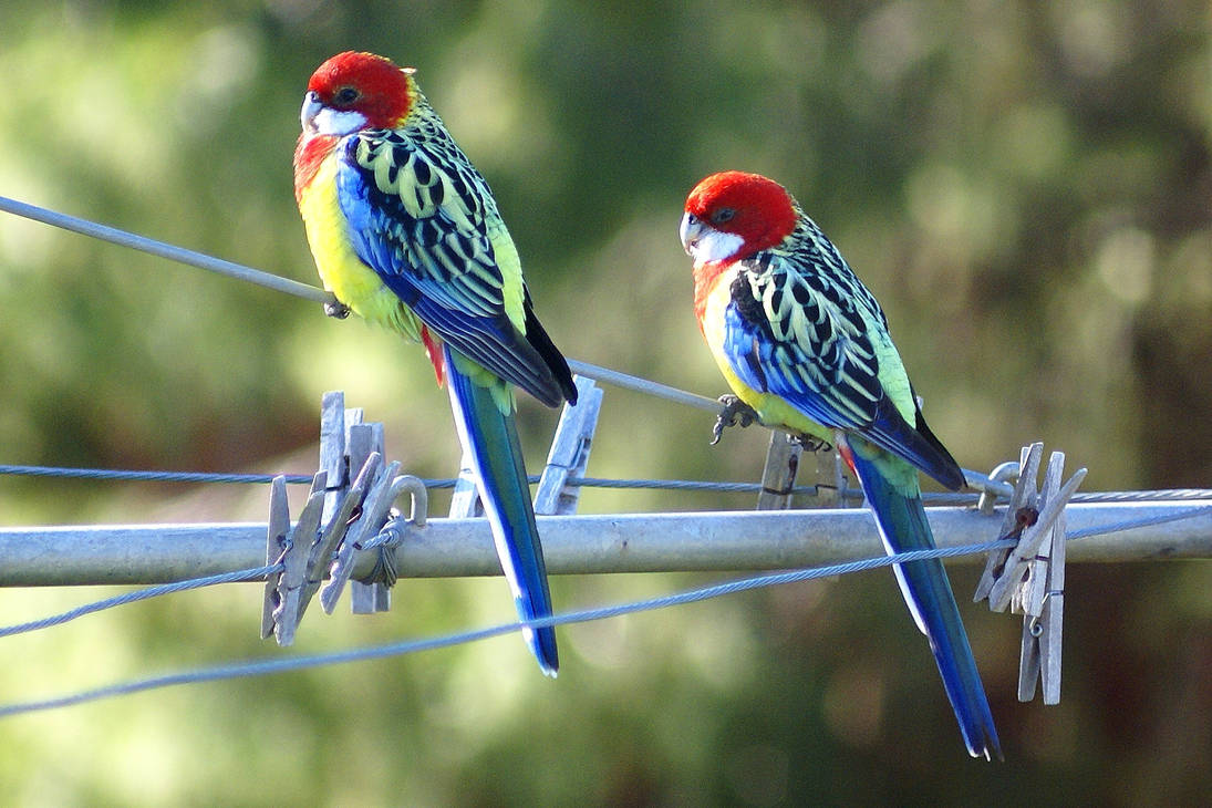 Optilux Deviantart Australian Eastern Rosellas by OPTILUX on DeviantArt
