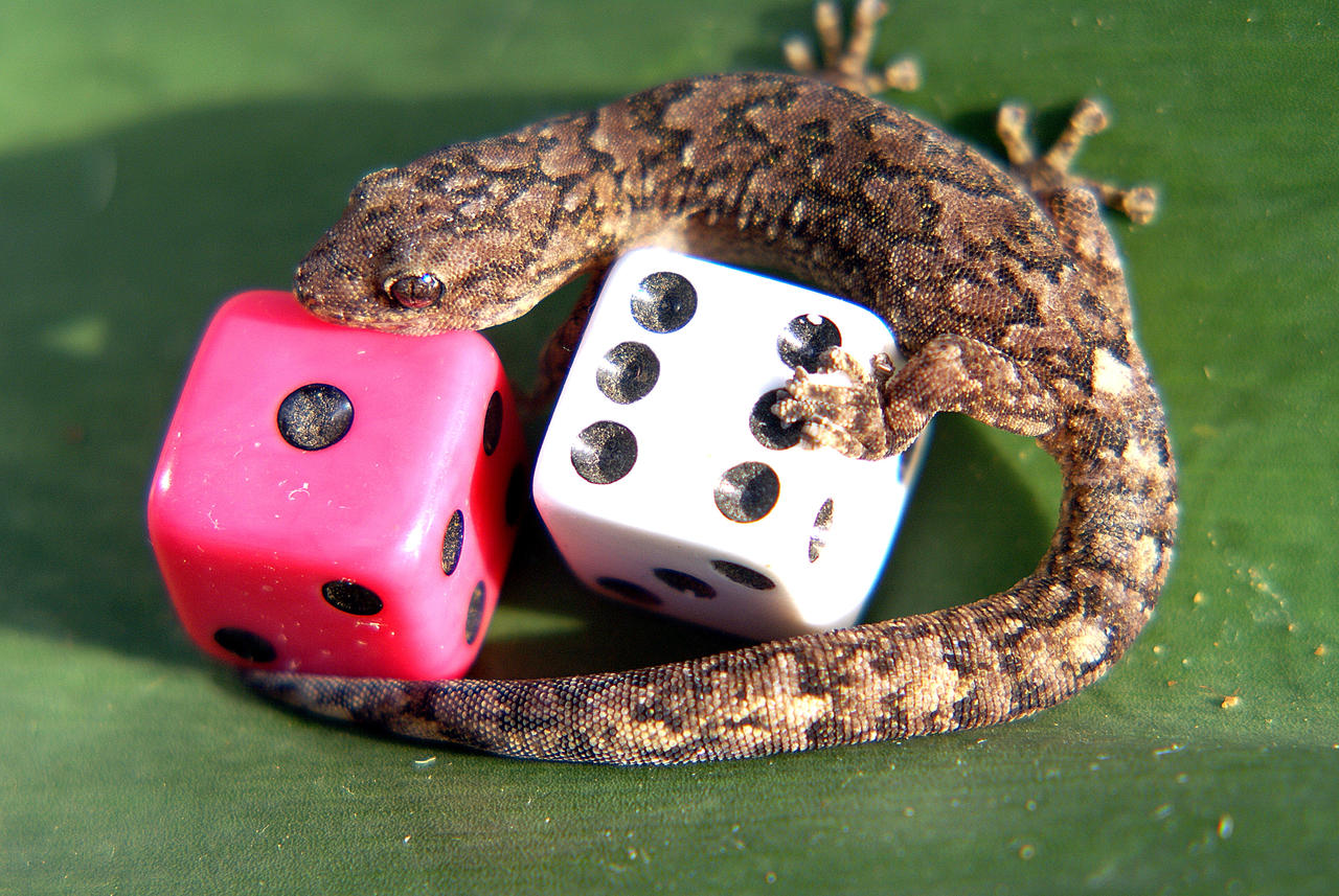 Optilux Deviantart Lizards Luck by OPTILUX on DeviantArt