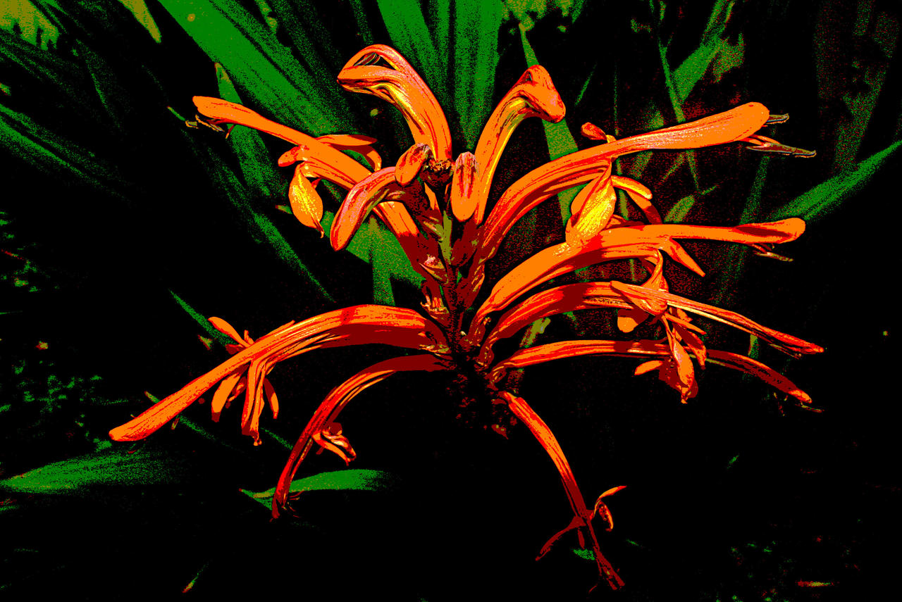 Optilux Deviantart Orange flower by OPTILUX on DeviantArt
