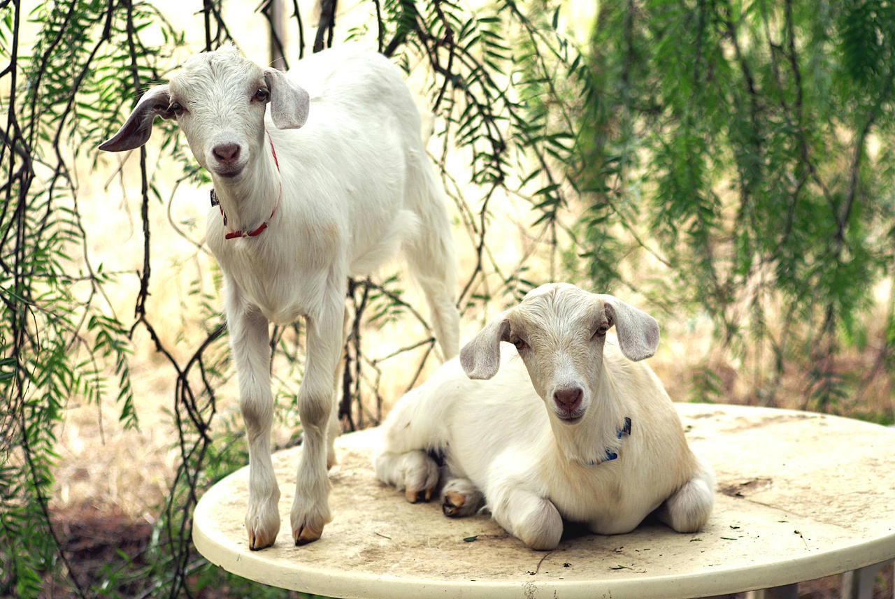 Optilux Deviantart Goats by OPTILUX on DeviantArt