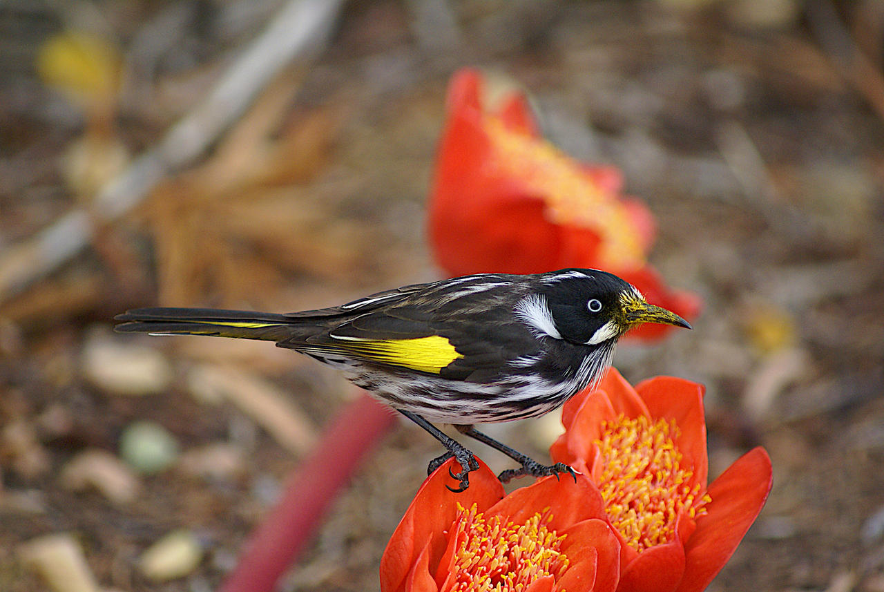 Optilux Deviantart New Holland Honey eater by OPTILUX on DeviantArt