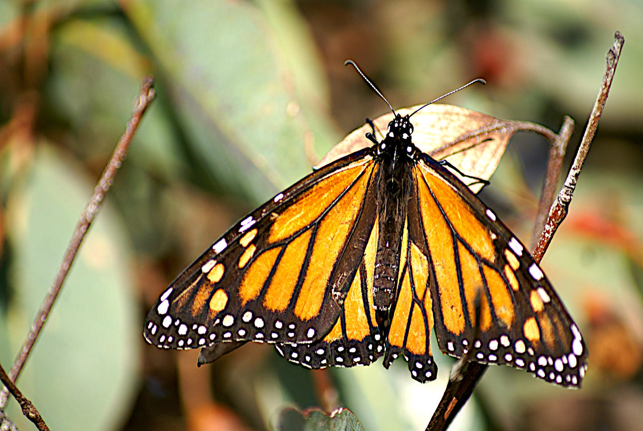Optilux Deviantart Butterfly by OPTILUX on DeviantArt