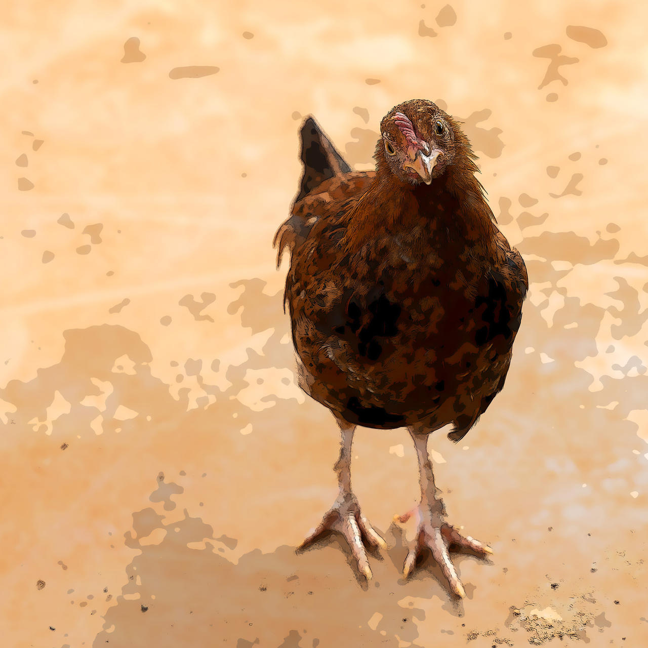 Curious Chicken By Backroadrob On DeviantArt curious-chicken-by-backroadrob-on-deviantart