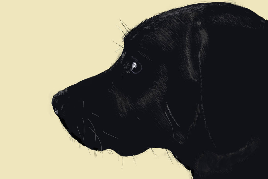 Black Lab Deviantart Black Labrador by Backroadrob on DeviantArt