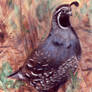 Quail Painting