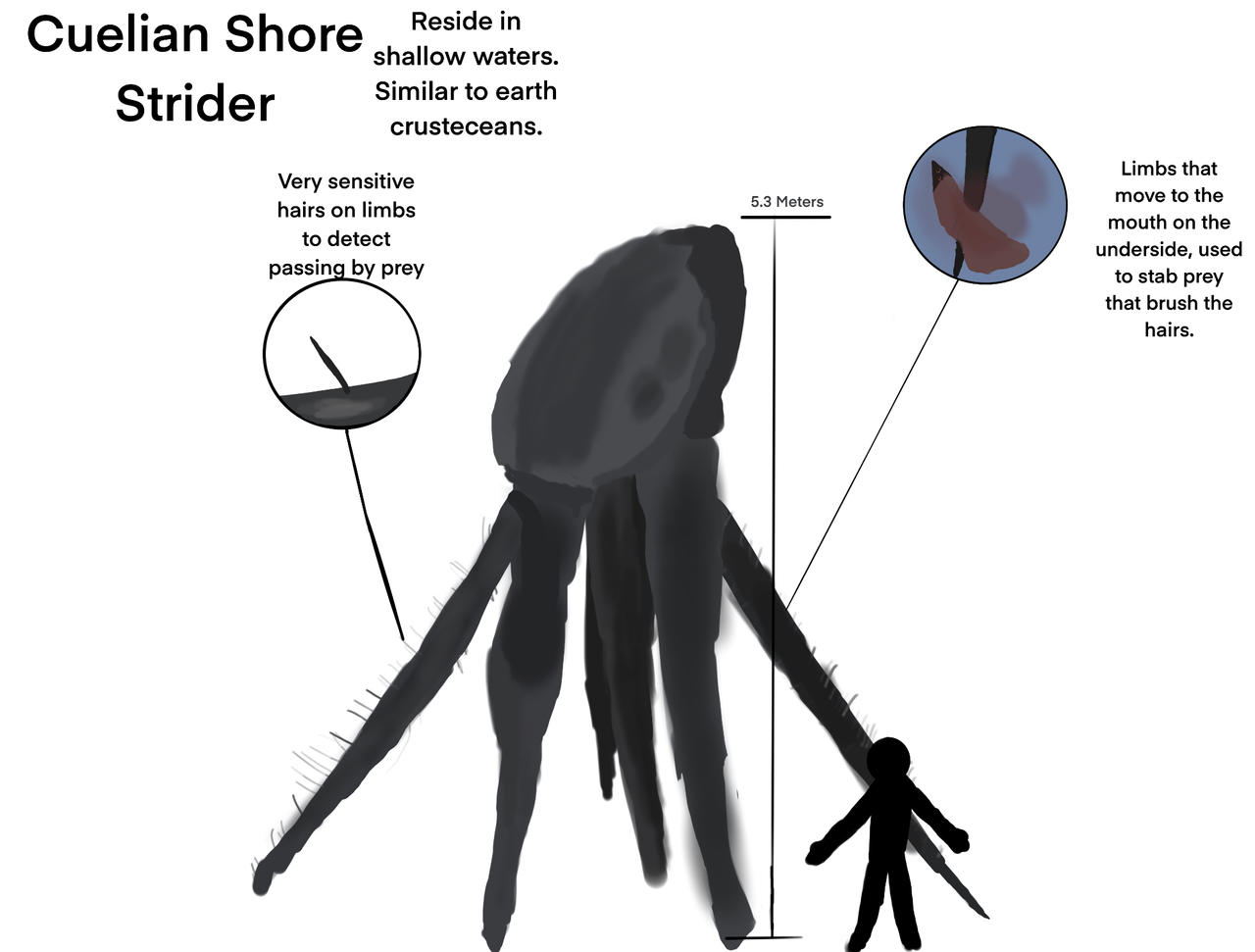 Sea Strider biology by bigscottyboyreal2 on DeviantArt