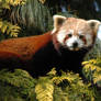 Red Panda