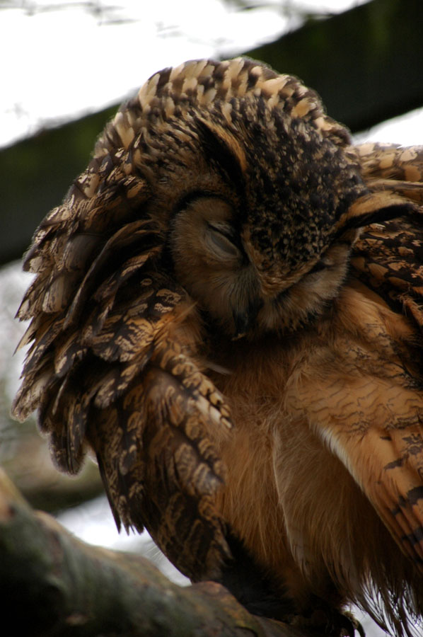 Delicate Preen