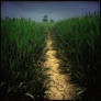 corn path