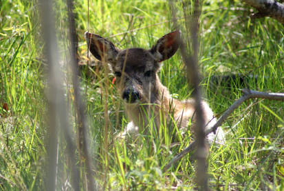 Deer in the woods