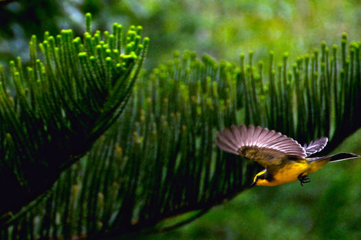 Bird on track