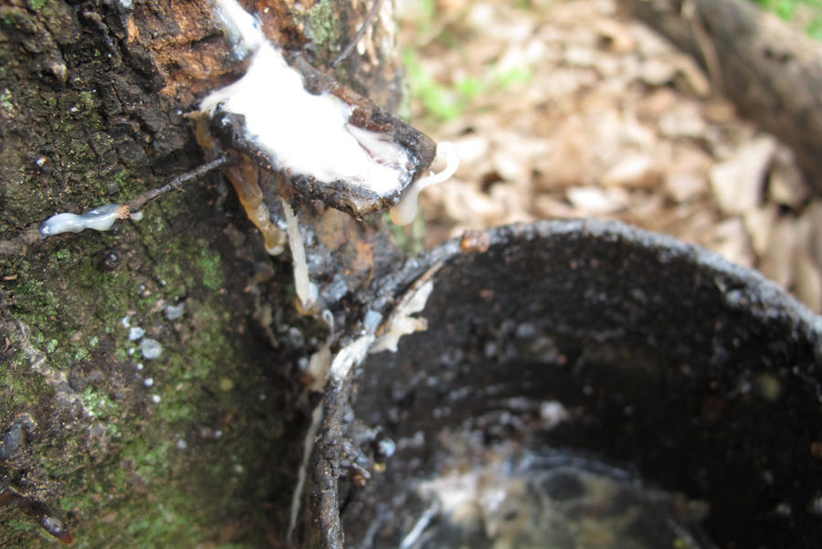 Tree Milkissue Milking trees by thatsvictoria on DeviantArt