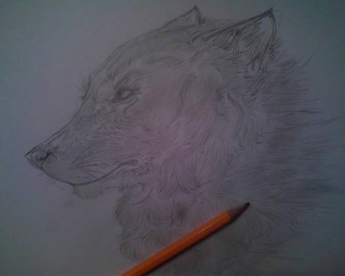 Wolf.