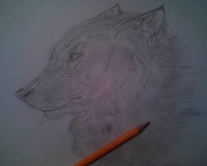 Wolf.