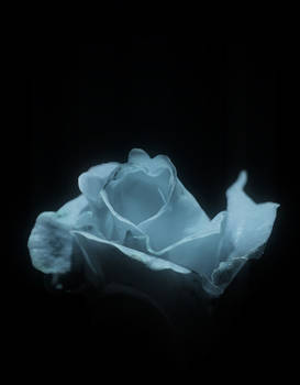 Ghost of a Rose