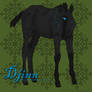 Djinn as Foal