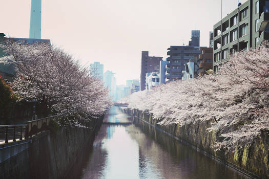 Meguro River