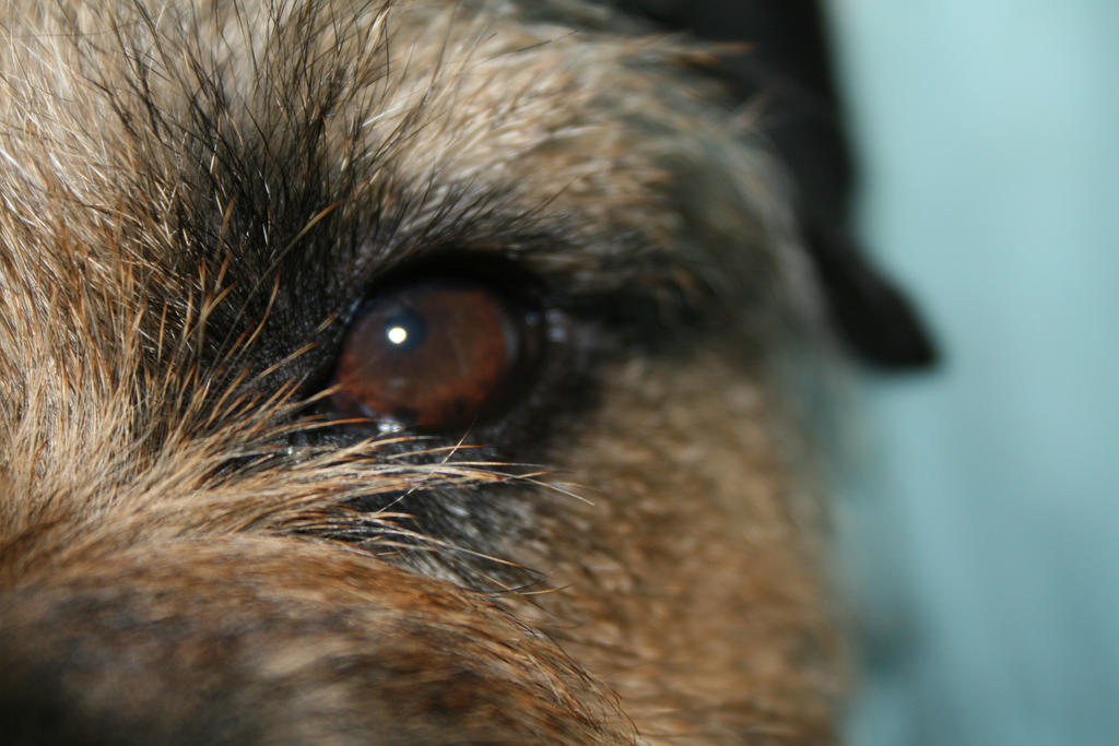 dog's eye