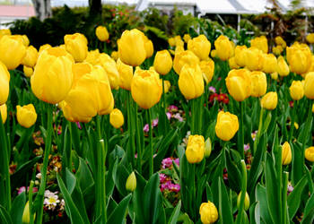 Yellow Tulips