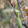 Mantis on twig