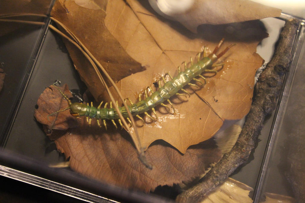 Mukade 4 by Gracerain on DeviantArt