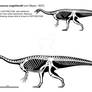 Plateosaurus engelhardti