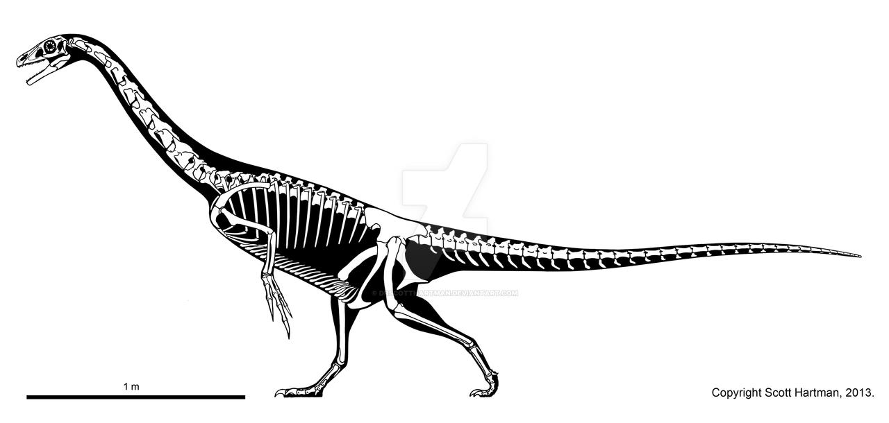 Basal therizinosaur