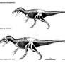 Allosaur comparison