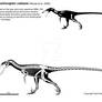 Feathered spinosaur-mimic