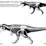 Big honkin' theropod of the southern hemisphere