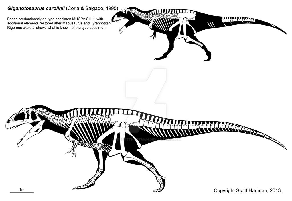 Big honkin' theropod of the southern hemisphere