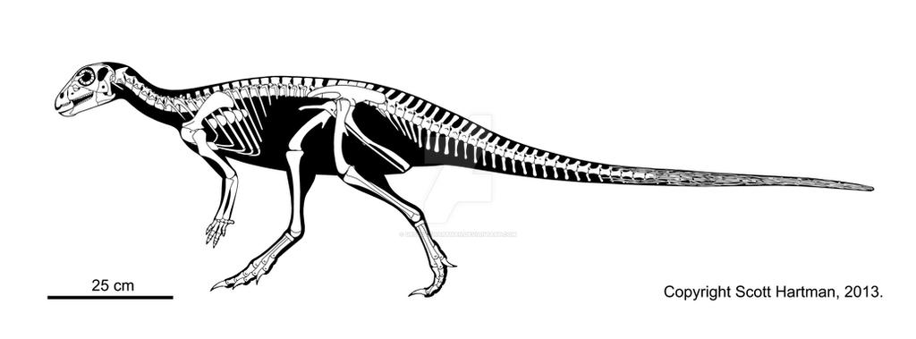 The quintessential hypsilophodont