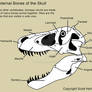 Bones of the theropod skull