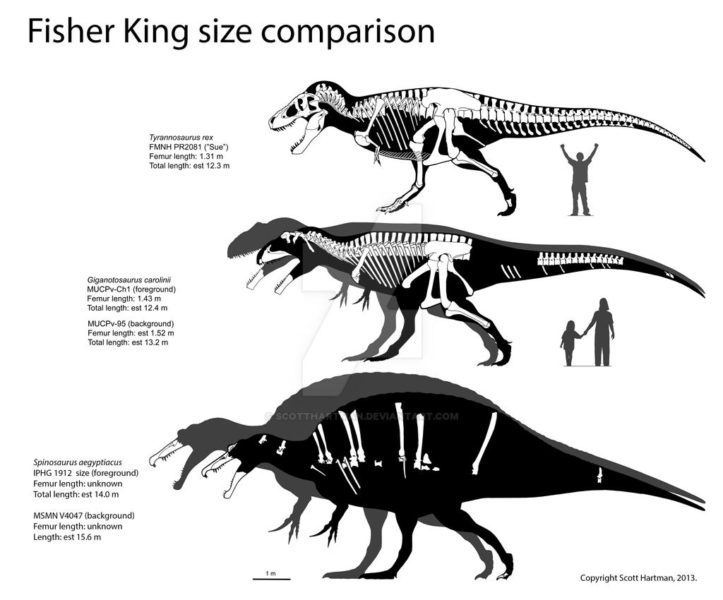 Spinosaurus Size Comparison by ScottHartman on DeviantArt