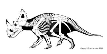 Centrosaurus apertus