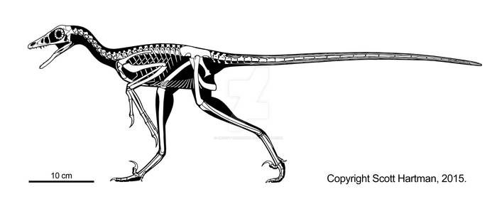 Microraptor returns