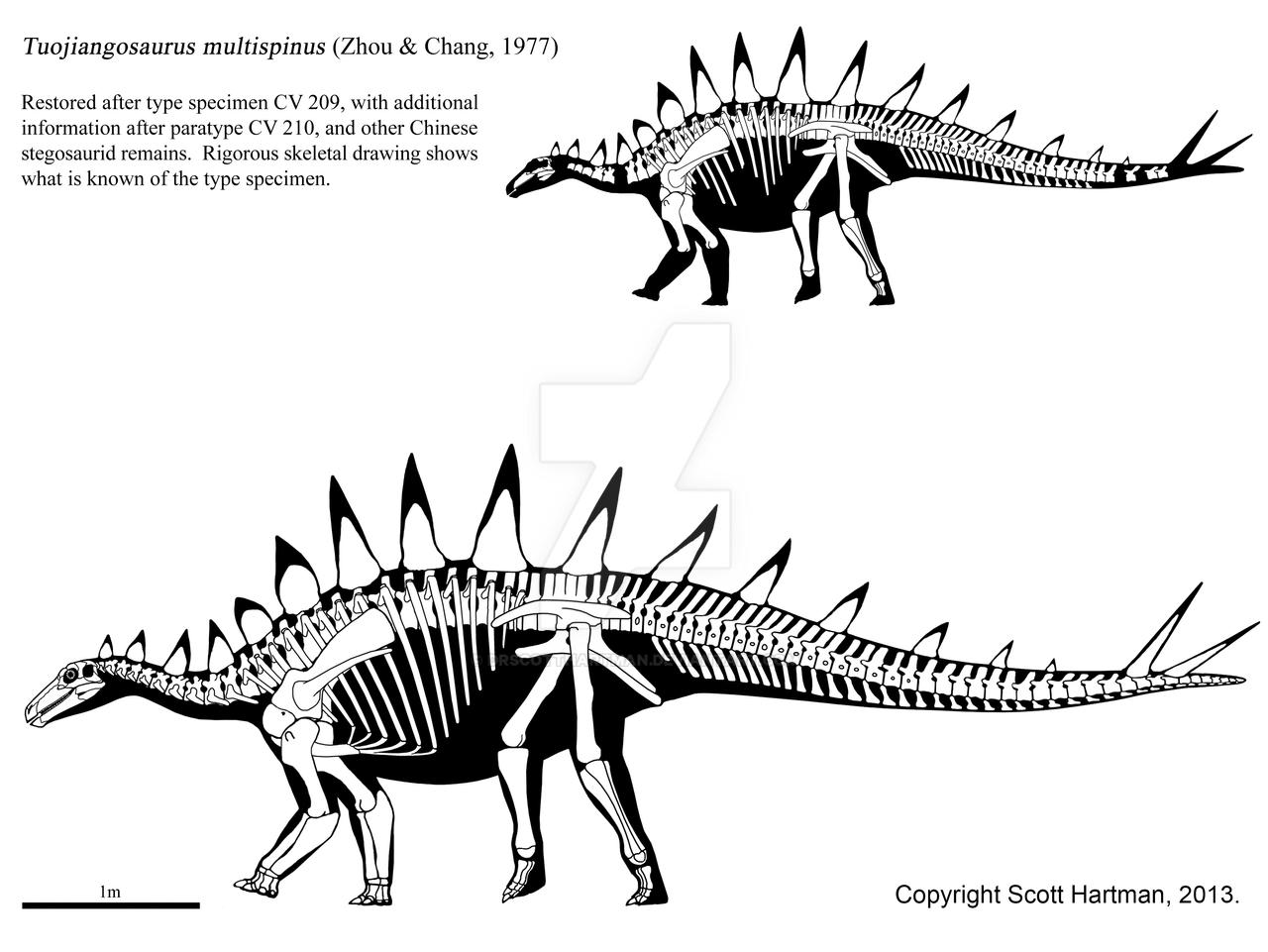 Tuojiangosaurus multispinus