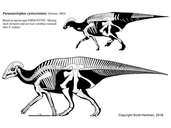 Short-Crested Parasaurolophus by ScottHartman