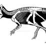 Primitive Chinese Ceratopsian