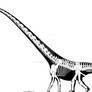 Mamenchisaurus youngi skeletal