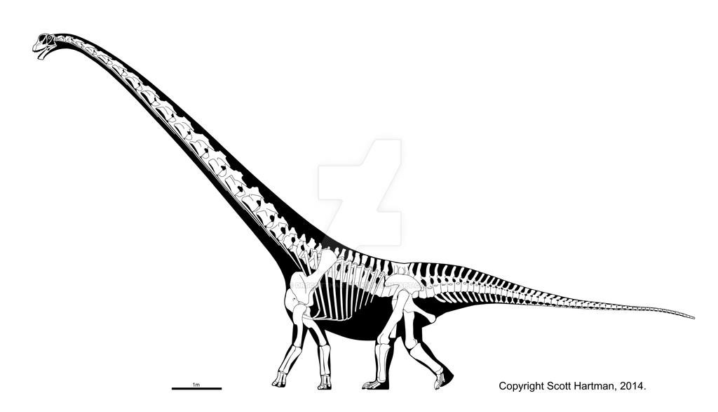 Mamenchisaurus youngi skeletal