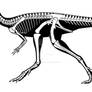 Eocursor, a basal ornithiscian