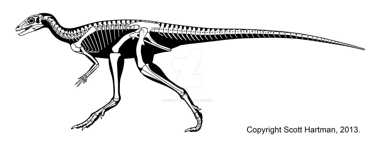 Eocursor, a basal ornithiscian