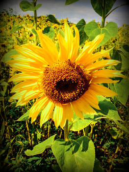 Sunflower 2