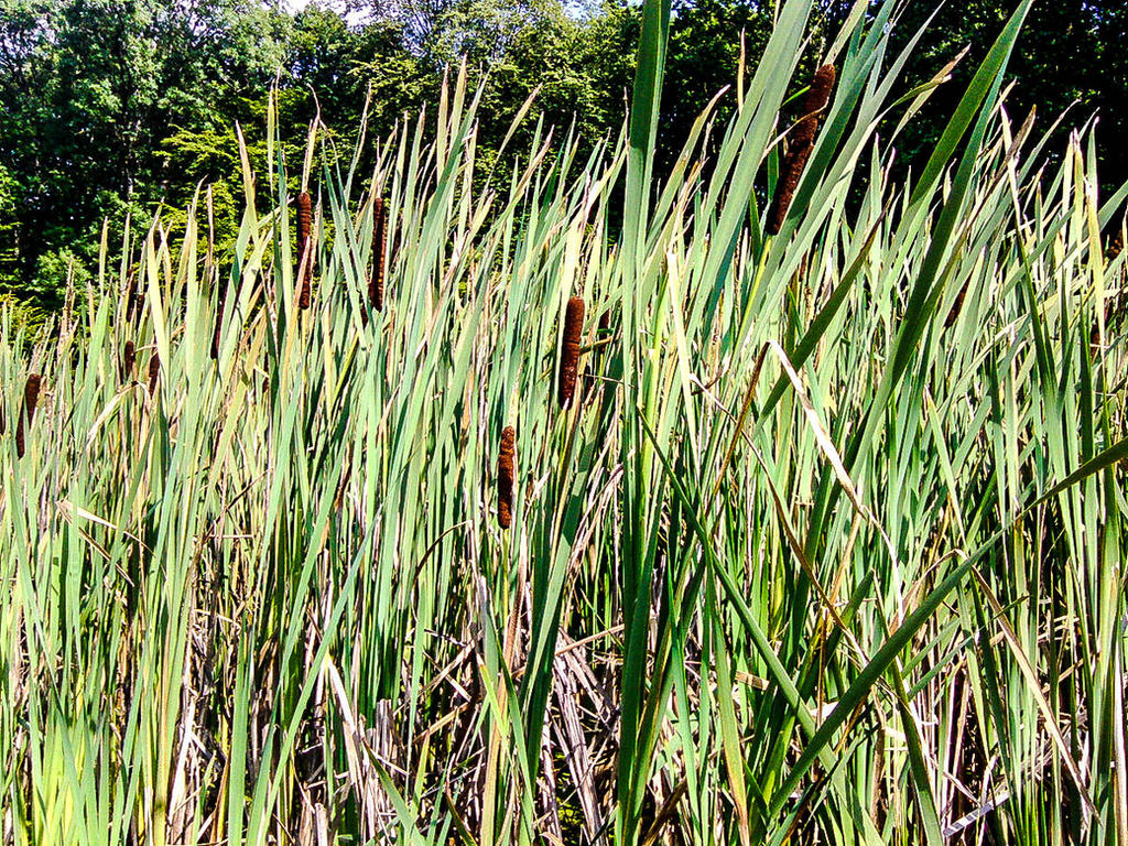 Image Cardre Reeds Reeds by FabienBertham on DeviantArt