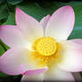 Flower of lotus