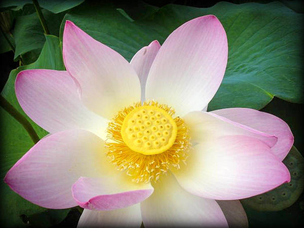 Flower of lotus